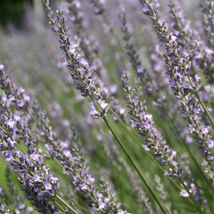 n[u̕c/x_[iofBnjFArAiCg3|bg