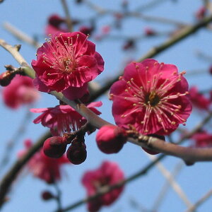 �Ԗ� ��؂̕c/�V�_���E���i�}����~�E�Ԕ~�j�F��̎i�i�ԉԁj4���|�b�g