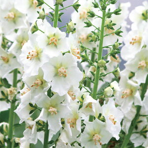 Ԃ̕c/o[oXJFzCguCh 3.5|bg