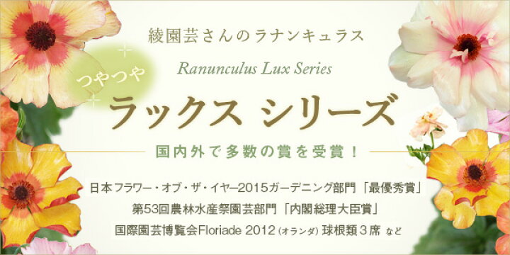 楽天市場 草花の苗 23年1月中下旬予約 ラナンキュラス ラックス ニノス3 5 4号ポット 園芸ネット予約店