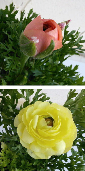 楽天市場 草花の苗 21年11月中下旬予約 ラナンキュラス マシェ パステルミックス3 5号ポット 園芸ネット予約店