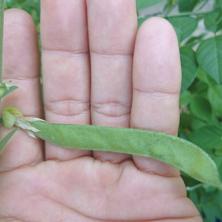 バタフライピーの苗 (一重咲き・八重咲き セット) その他苗木、植木 ハーブの苗 バタフライピー(八重咲き)3号ポット