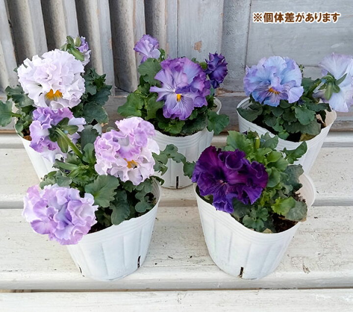 楽天市場】草花の苗/[24年11月中下旬予約]パンジー（フリル咲き 