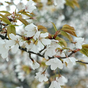 Ԗ ؂̕c/[25N12㒆{\]FRږؕc4`5|bg