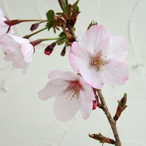 Ԗ ؂̕c/[25N12㒆{\]FaiSeo)ږؕc4`5|bg