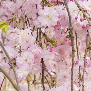 Ԗ ؂̕c/[25N12㒆{\]FJ}(EWEV_)ږؕc4`5|bg