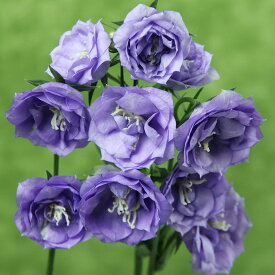 楽天市場 園芸ネット カンパニュラ 花 ガーデン Diy の通販