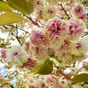 Ԗ ؂̕c/[25N12㒆{\]F{YہiX}EtQ]Ejږؕc 4`5|bg