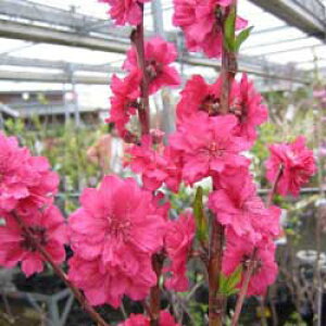 Ԗ ؂̕c/[25N12㒆{\]ԓFiJqj4`5|bg