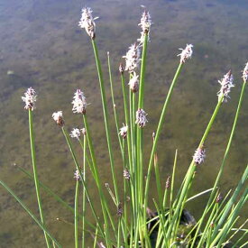 草花の苗/[24年6月中下旬予約]水生植物：ヌマイ3号ポット[4-6月頃に穂状の花]