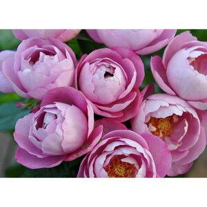 o̕c/[25N12㒆{\]nCubheB[FuhDpt@c6A(o)