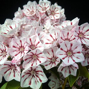 Ԗ ؂̕c/[25N10{\]J~AFyp[~g40`50cm