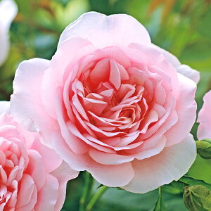 o̕c/[26N1{\]n[NlX[YFi^[V`[h\c3.5O|bg