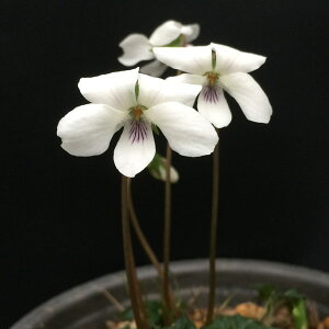 R쑐̕c/[26N1{\]X~FLNoNV}2.5|bg