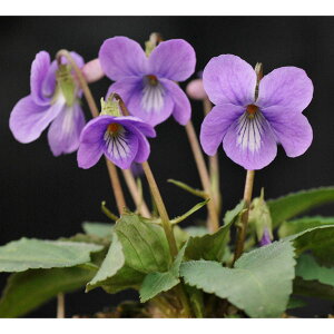 R쑐̕c/[26N1{\]X~F~nVX~2.5|bg