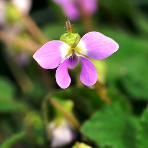 R쑐̕c/[26N1{\]X~F}cNVX~2.5|bg