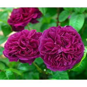 o̕c/[26N1{\]fo[[YFAS[c6pA