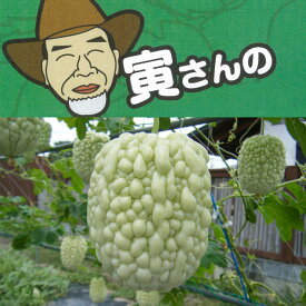 野菜の苗/[26年4月下旬予約]寅さんのアップルゴーヤ（青秀）自根苗3号ポット