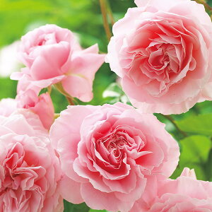 o̕c/[26N1{\]n[NlX[YFZbeB[Yc3.5O|bg