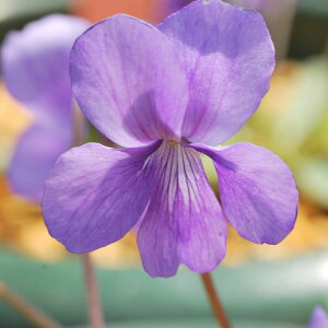 R쑐̕c/[26N1{\]X~FTCEiʉ_j2.5|bg