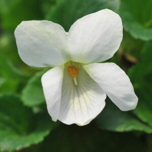 R쑐̕c/[26N1{\]X~FԃII^`c{2.5|bg