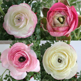 草花の苗/[25年12月上中旬予約]ラナンキュラス：小春びより：ピンクバイカラー3.5号ポット