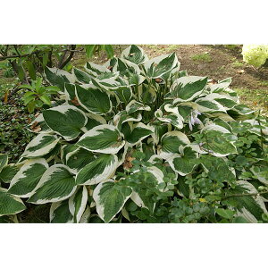 /[25N12㒆{\]M{EVF͍]iTKGjc1܋l