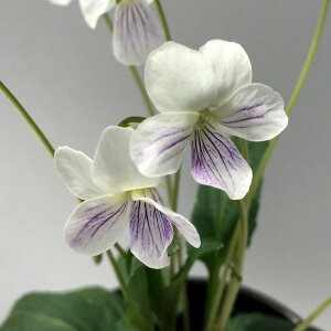 R쑐̕c/[26N1{\]X~FVKlX~2.5|bg