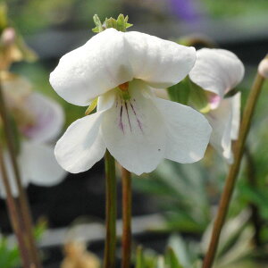 R쑐̕c/[26N1{\]X~FiUX~i؍Yj2.5|bg