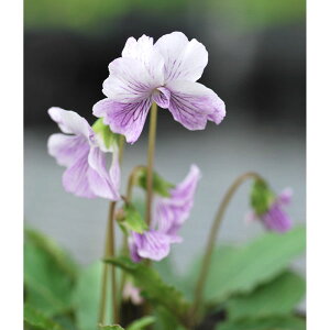 R쑐̕c/[26N1{\]X~FRX~2.5|bg