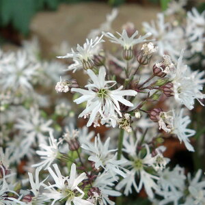 Ԃ̕c/[25N11{\]NjXFzCgr3.5|bg