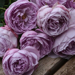 o̕c/[25N12㒆{\]TEIGeBXFsX Yc6A