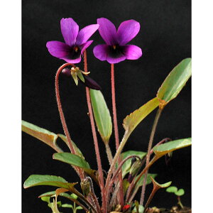 R쑐̕c/[26N1{\]X~FzRo~EWigt_j2.5|bg