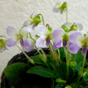 R쑐̕c/[26N1{\]X~FcNVX~2.5|bg