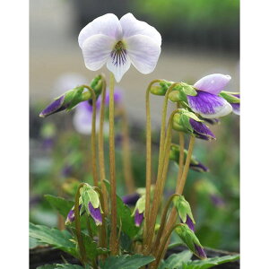 R쑐̕c/[26N1{\]X~F~XYX~ 璹iL`hj2.5|bg