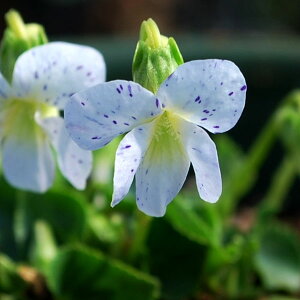 R쑐̕c/[26N1{\]X~FtbNX2.5|bg