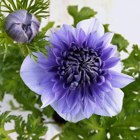 草花の苗/[25年12月上中旬予約]アネモネ：凛々花（リリカ）ラベンダー3.5号ポット
