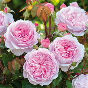 �o���̕c/[26�N1�������{�\��]�C���O���b�V�����[�Y �f�r�b�h�E�I�[�X�`���E���[�W�Y�F�I���r�A�E���[�Y�E�I�[�X�`����c6L�p���A��