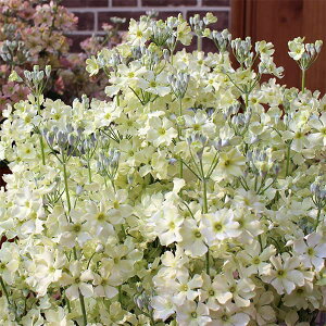 [26N1{\]TN\EFECeB[CO[5A