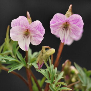 R쑐̕c/[26N1{\]X~FN}gxjqSX~iF{gqSj2.5|bg