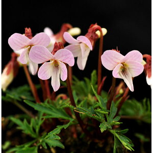 R쑐̕c/[26N1{\]X~FEXxjqSX~2.5|bg