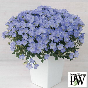 Ԃ̕c/[25N12㒆{\]JpjF[x3|bg