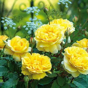 �o���̕c/[26�N1�������{�\��]�C���O���b�V�����[�Y �f�r�b�h�E�I�[�X�`���E���[�W�Y�F�U�E�|�G�b�c�E���C�t��c6L�p���A��