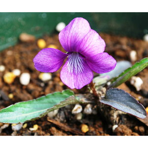 R쑐̕c/[26N1{\]X~FGr`iGrj2.5|bg