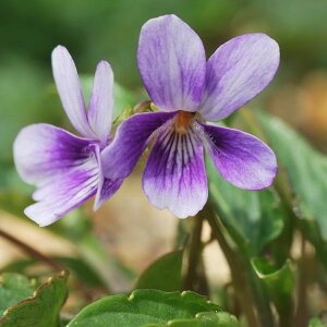 R쑐̕c/[26N1{\]X~FAcoX~g2.5|bg