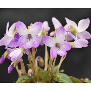 �R�쑐�̕c/[26�N1�������{�\��]�X�~���F�R�X�~������2.5���|�b�g