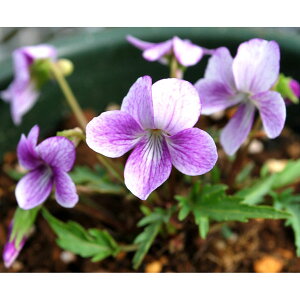 R쑐̕c/[26N1{\]X~FgԃXYLX~2.5|bg