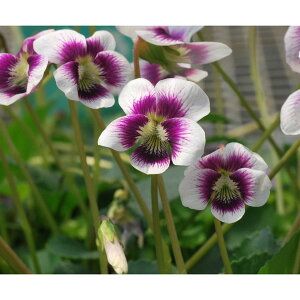 R쑐̕c/[26N1{\]X~FAXEB^[2.5|bg