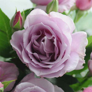 o̕c/[25N12㒆{\]nCubheB[F闈iCGCVjc6A