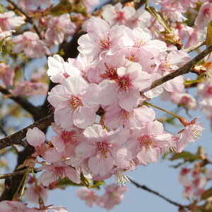 Ԗ ؂̕c/[25N12㒆{\]F務i^CEUNjږؕc5|bg